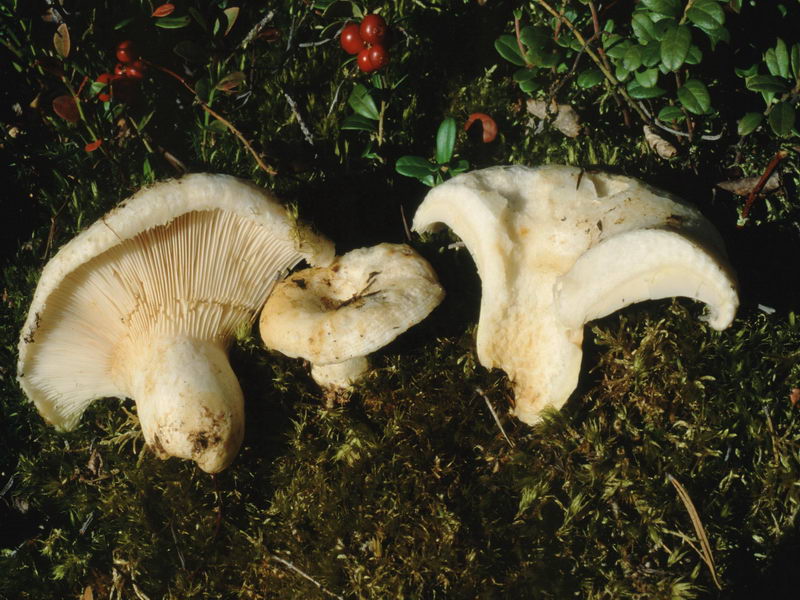 Specie interessanti dalla LAPPONIA due
